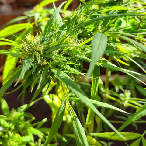 sativa growlog timeline photo