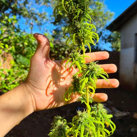Prenseed/ Poda Fim growlog photo: últimos dias de vida :)