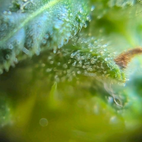Prenseed/ Poda Fim growlog photo: últimos dias de vida :)