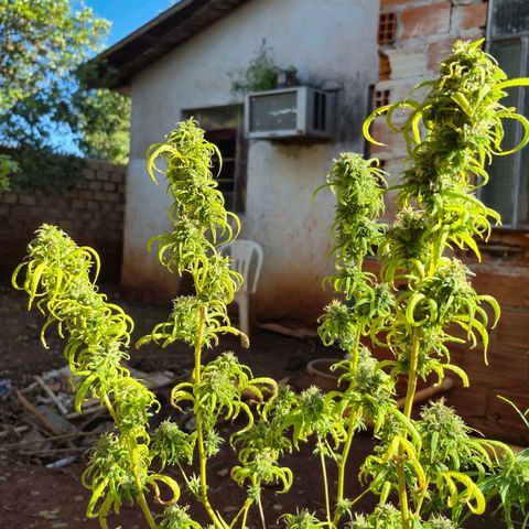 Prenseed/ Poda Fim growlog photo: últimos dias de vida :)