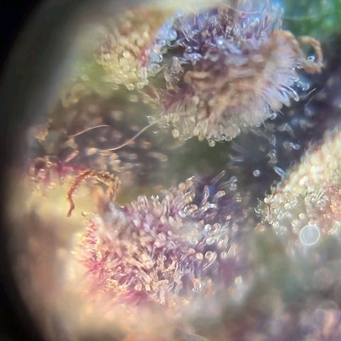 LST e Poda Top growlog timeline photo
