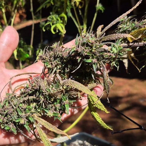 LST e Poda Top growlog timeline photo