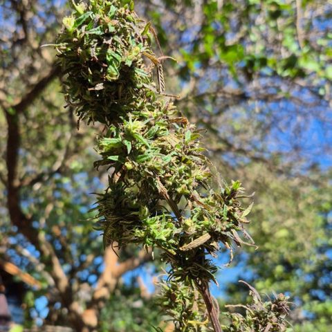 LST e Poda Top growlog timeline photo