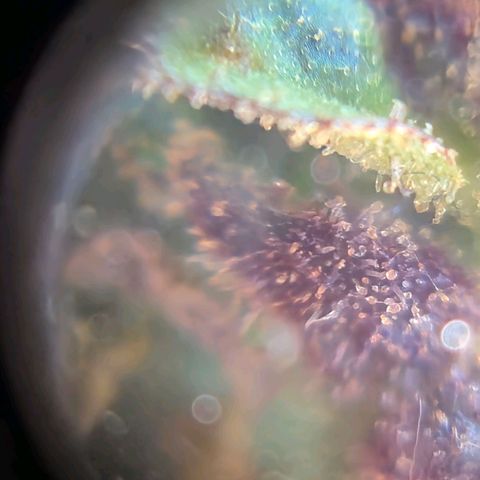 LST e Poda Top growlog timeline photo