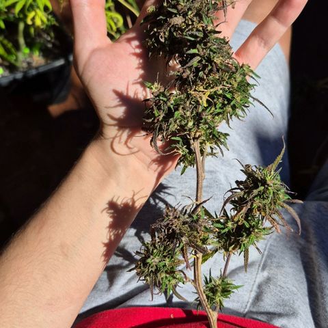 LST e Poda Top growlog timeline photo