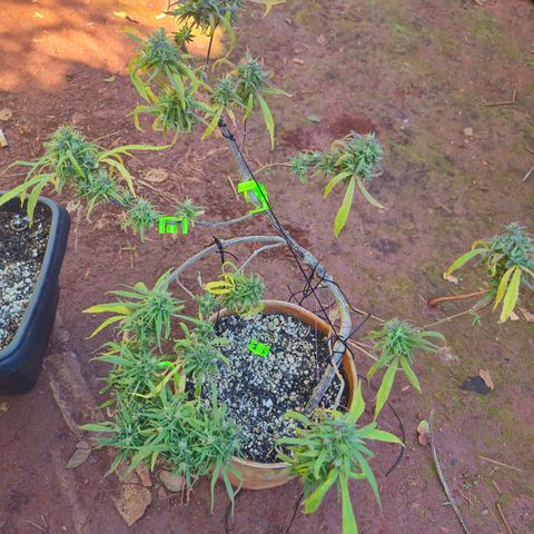 LST e Poda Top growlog timeline photo