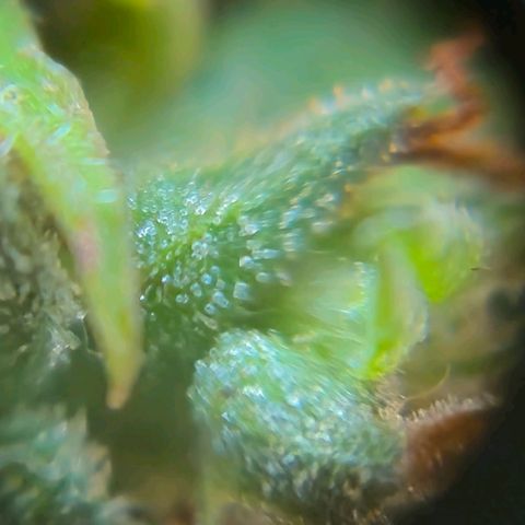 Prenseed/ Poda Fim growlog timeline photo