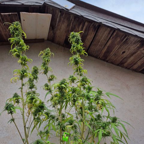 Prenseed/ Poda Fim growlog timeline photo