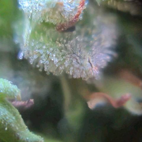 Prenseed/ Poda Fim growlog timeline photo