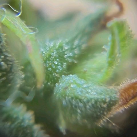 Prenseed/ Poda Fim growlog timeline photo