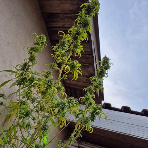 Prenseed/ Poda Fim growlog timeline photo