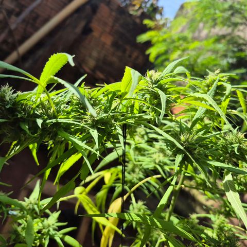 sativa growlog timeline photo