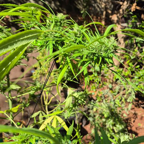 sativa growlog timeline photo