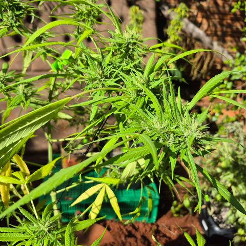 sativa growlog timeline photo