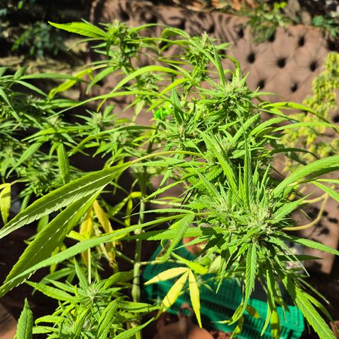 sativa growlog timeline photo