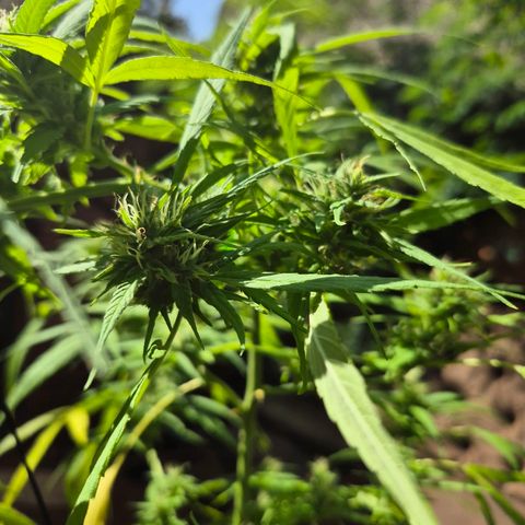 sativa growlog timeline photo