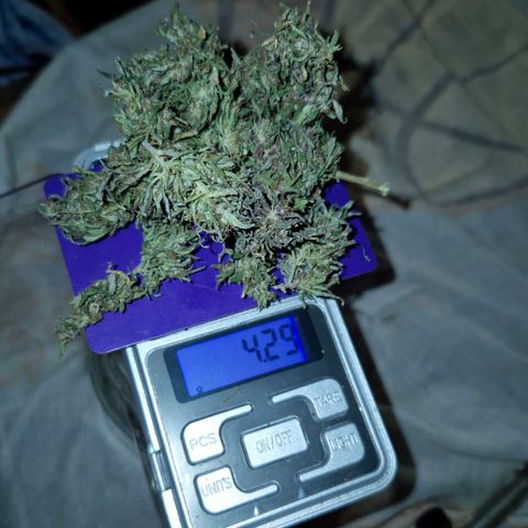 LST e Poda Top growlog timeline photo