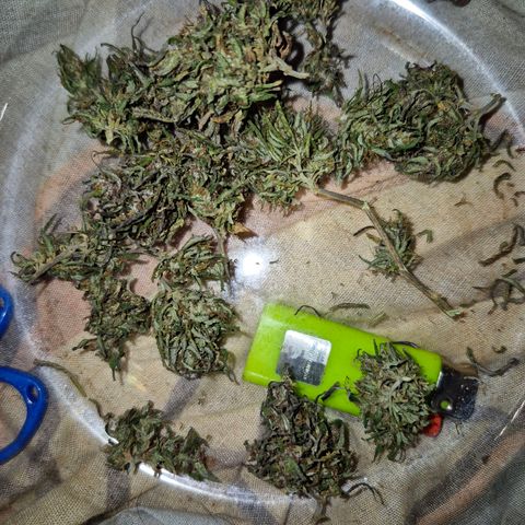 LST e Poda Top growlog timeline photo