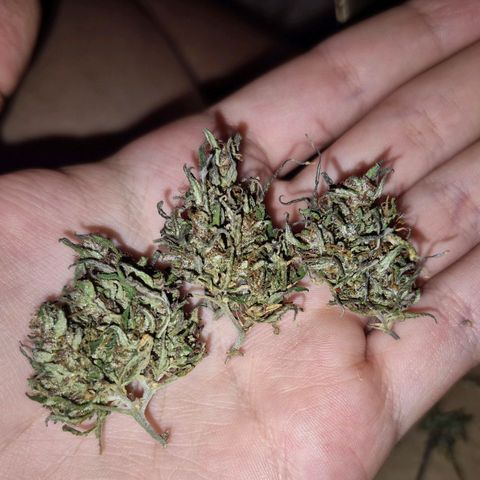 LST e Poda Top growlog timeline photo