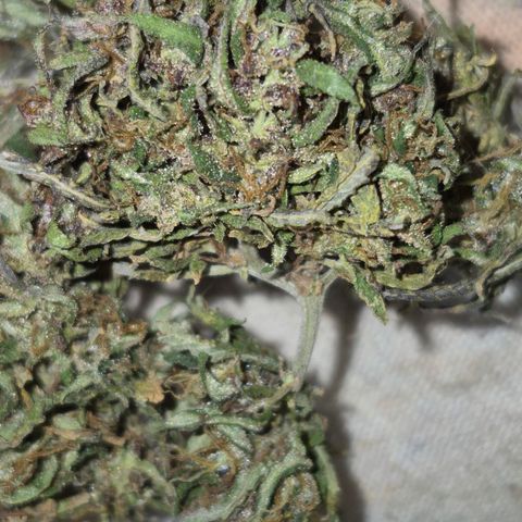 LST e Poda Top growlog timeline photo