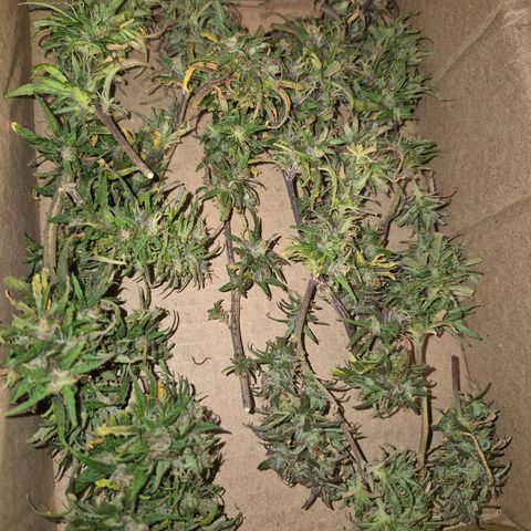 LST e Poda Top growlog photo: decidi colher o restante da planta