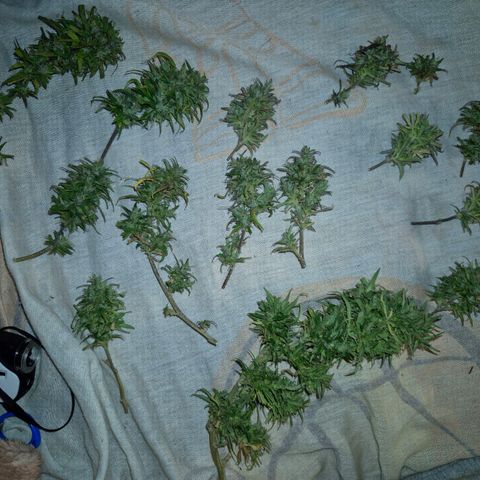 LST e Poda Top growlog photo: decidi colher o restante da planta