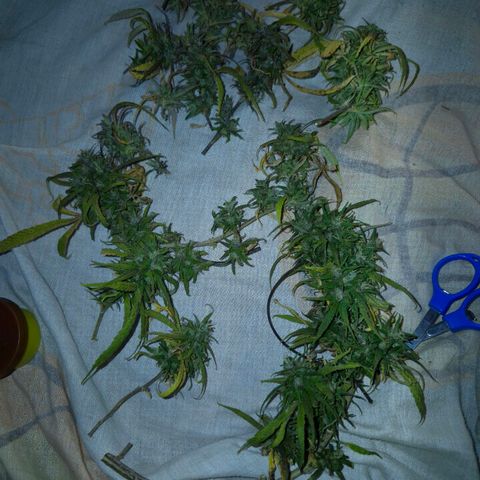 LST e Poda Top growlog photo: decidi colher o restante da planta