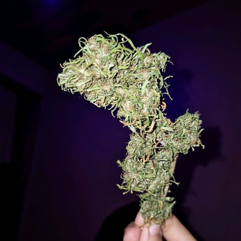 LST e Poda Top growlog timeline photo