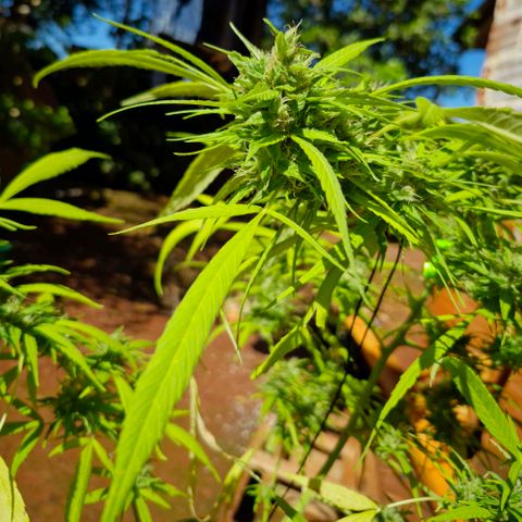 sativa growlog timeline photo