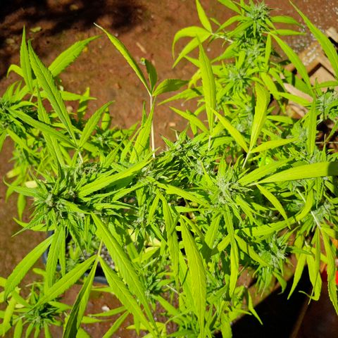 sativa growlog timeline photo