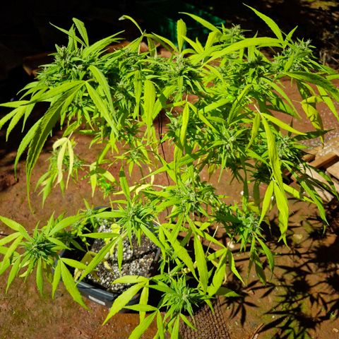 sativa growlog timeline photo