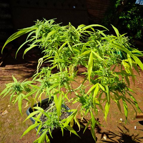 sativa growlog timeline photo
