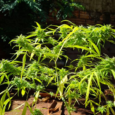 sativa growlog timeline photo