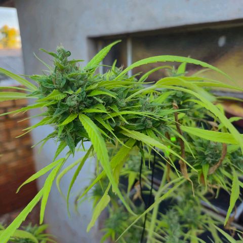 sativa growlog timeline photo