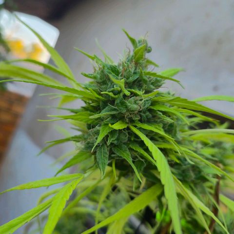 sativa growlog timeline photo