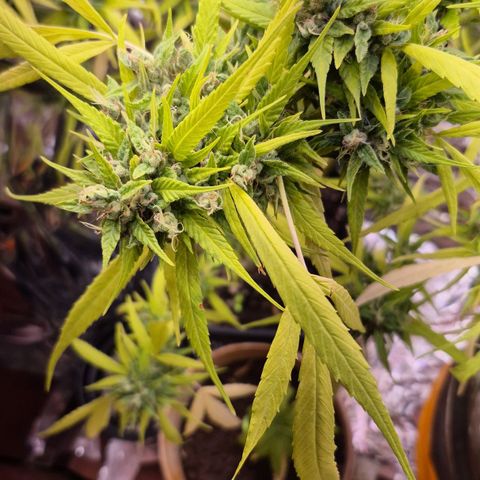 sativa growlog timeline photo