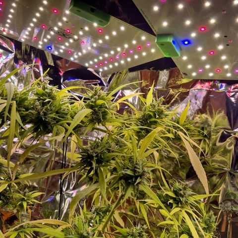 sativa growlog timeline photo