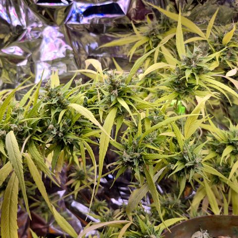 sativa growlog timeline photo