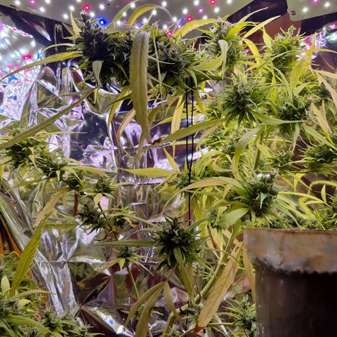 sativa growlog timeline photo