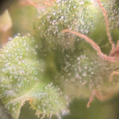 sativa growlog timeline photo