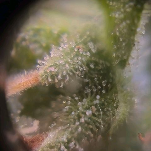 sativa growlog timeline photo