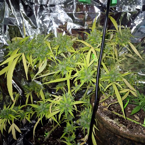 sativa growlog timeline photo