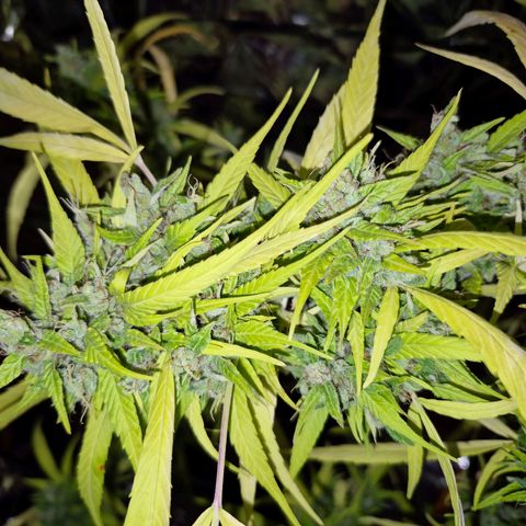 sativa growlog timeline photo