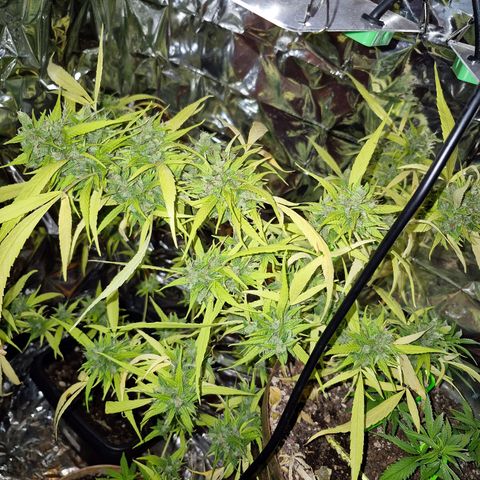 sativa growlog timeline photo