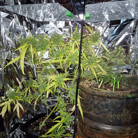 sativa growlog timeline photo