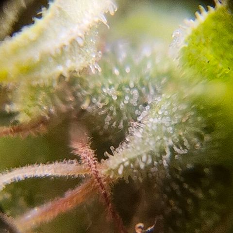 sativa growlog timeline photo
