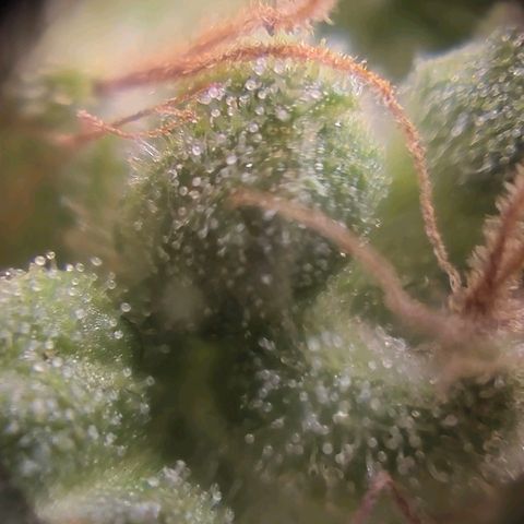 sativa growlog timeline photo