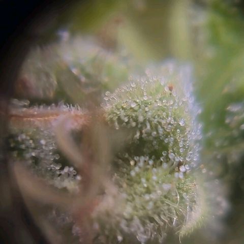 sativa growlog timeline photo