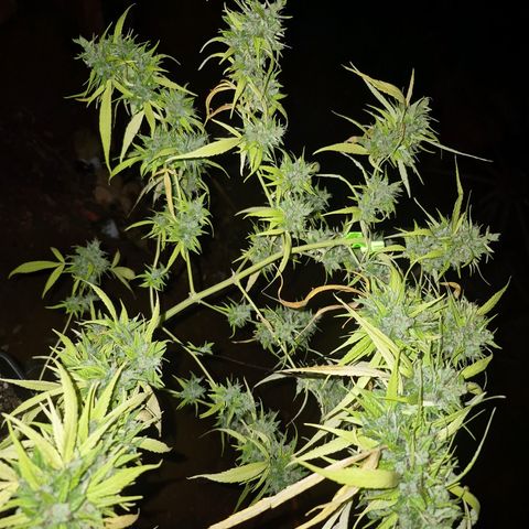 sativa growlog timeline photo