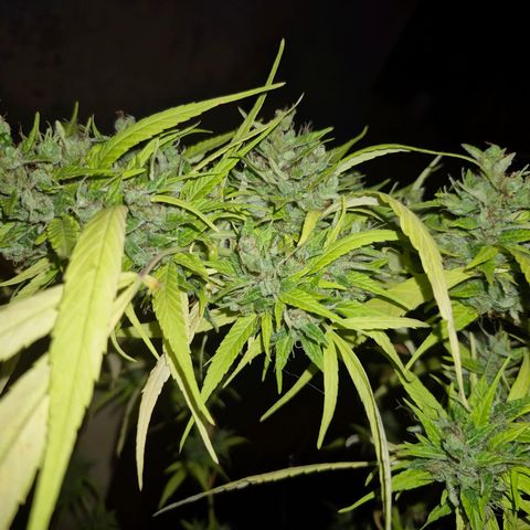 sativa growlog timeline photo